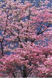 《丽露娅与夏夏的纯白谎言》登陆PC 温馨恋爱冒险